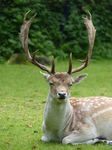 FZ020057 Fallow deer (Dama dama).jpg